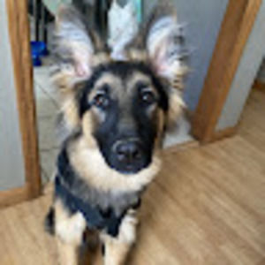 Meet your Posher, Hunter